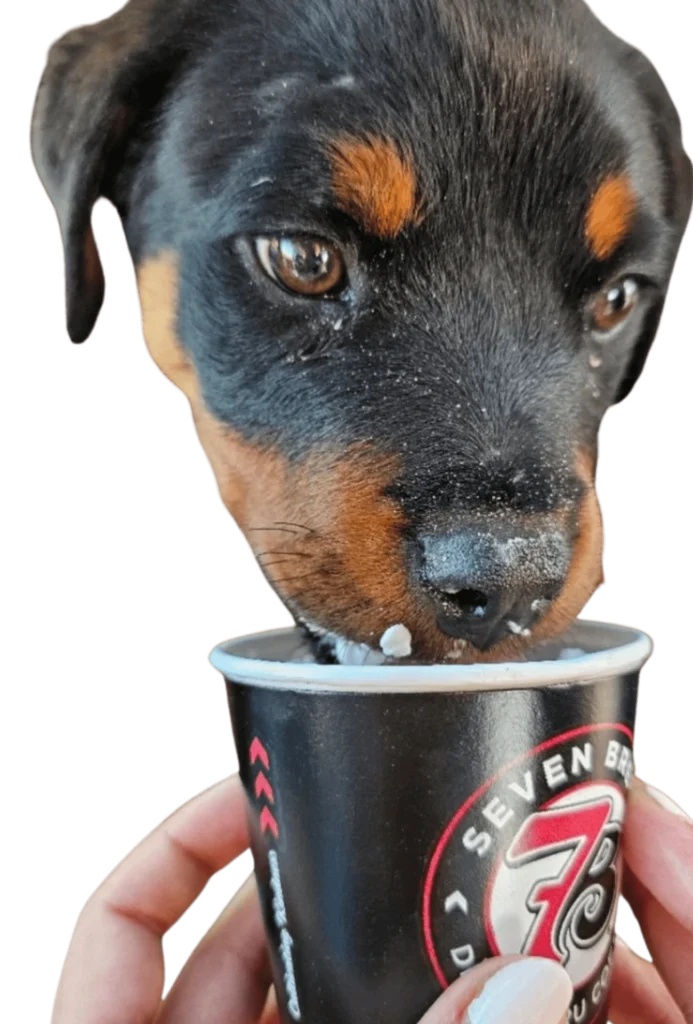 7 Brew Pup Cup